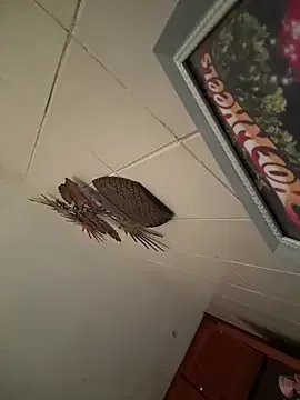 Valentinacouple — Footjob